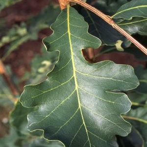 Quercus macrocarpa