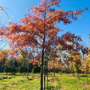 Quercus palustris
