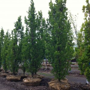 Quercus robur 'Fastigiata'