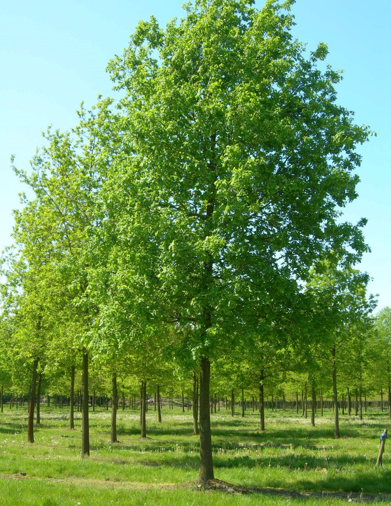 Quercus robur Chêne pédonculé - Les Plantations Létourneau