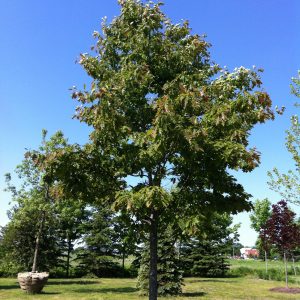 Quercus rubra