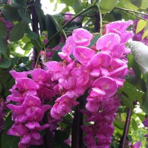 Robinia pseudoacacia 'Purple Robe'