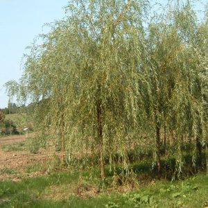 Salix alba 'Tristis'