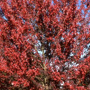 Acer rubrum 'Autumn Flame'