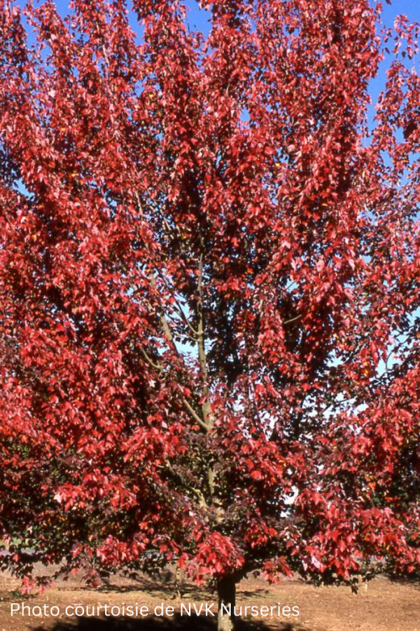Acer rubrum 'Autumn Flame'