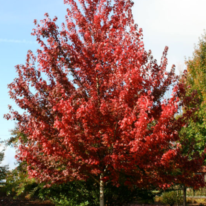Acer rubrum 'Brandywine'