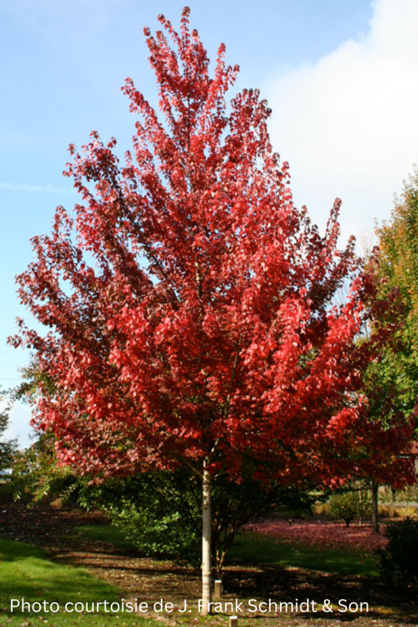 Acer rubrum 'Brandywine'