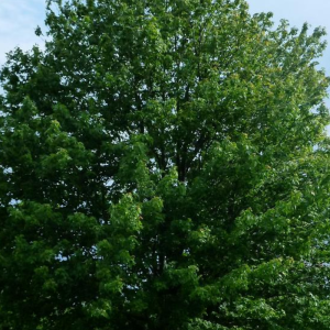 Acer rubrum 'Embers'