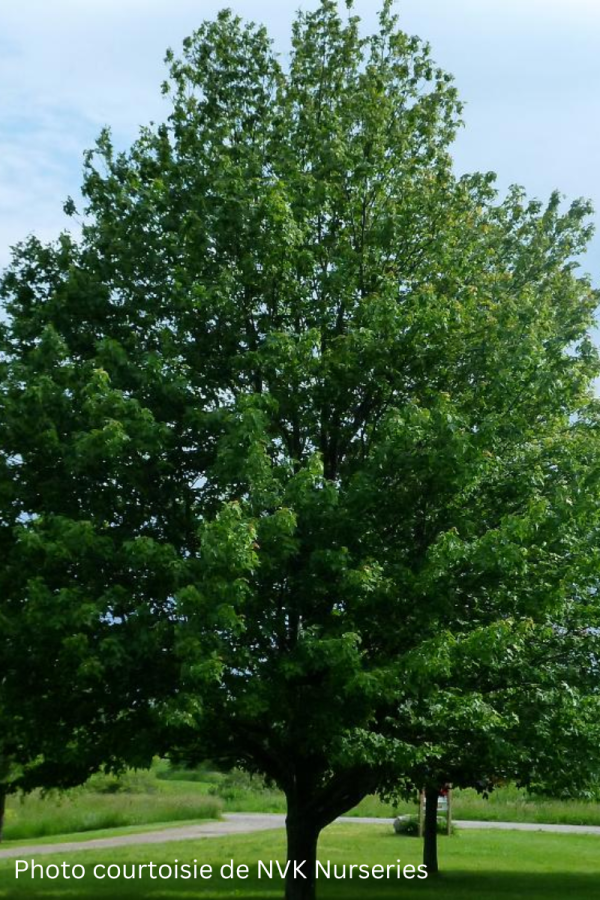Acer rubrum 'Embers'