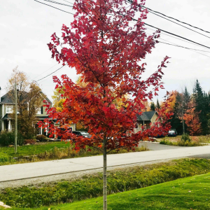 Acer rubrum 'Frank Jr'