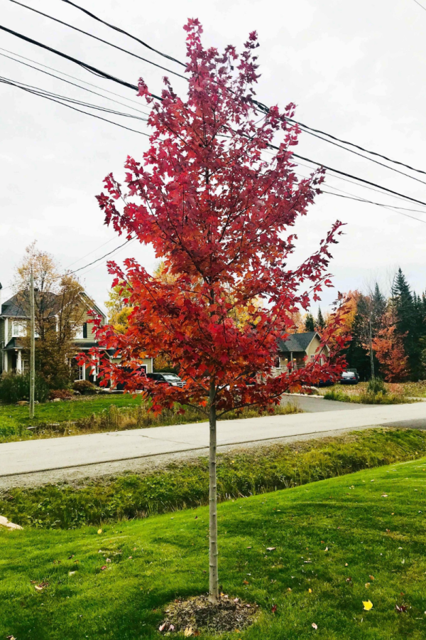 Acer rubrum 'Frank Jr'