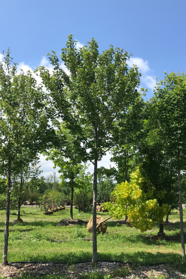Acer rubrum 'Frank Jr'
