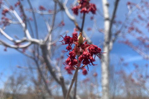 Acer rubrum 'Red Sunset'