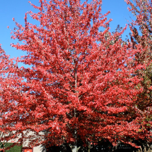 Acer rubrum 'Red Sunset'