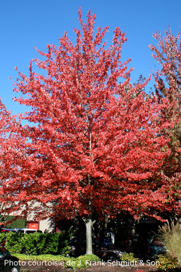 <b><i>Acer rubrum 'Red Sunset' ('Franksred')</b></i><br>Érable rouge 'Red Sunset' ('Franksred')