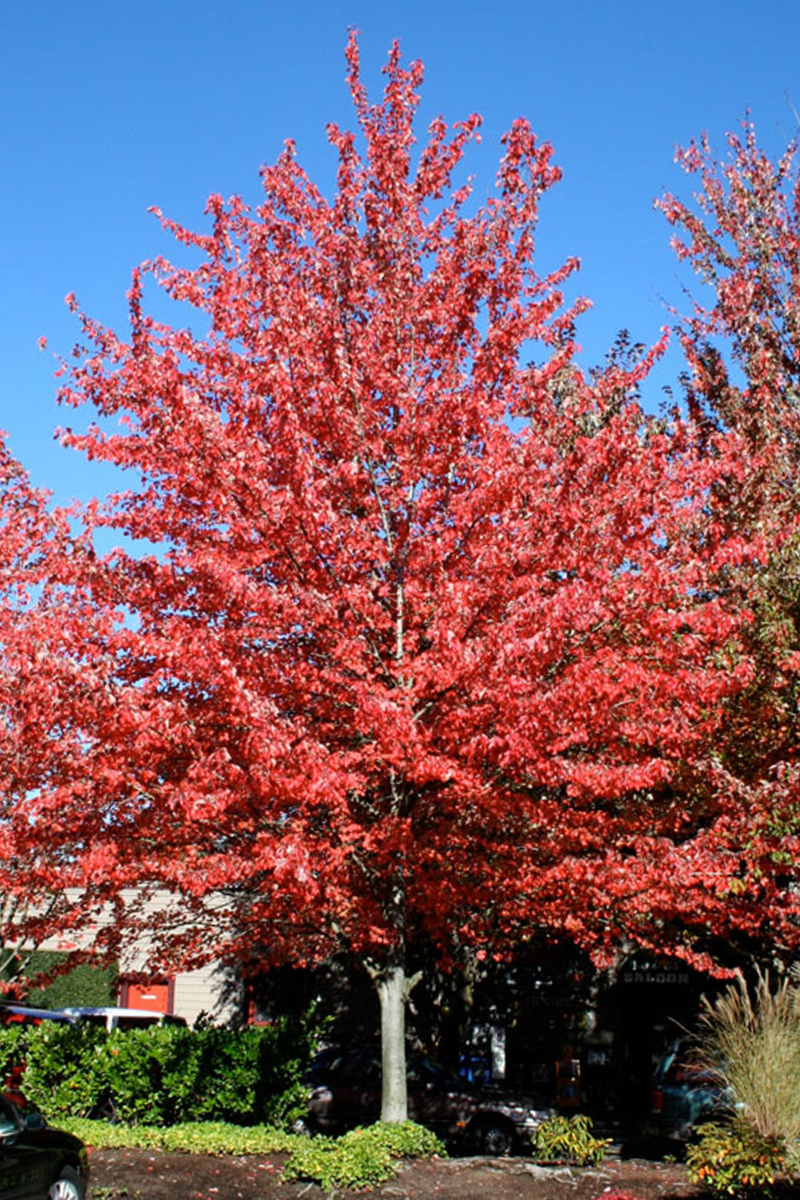Acer rubrum 'Red Sunset'