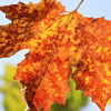 Acer saccharum