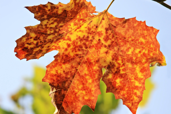 Acer saccharum