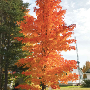 Acer saccharum