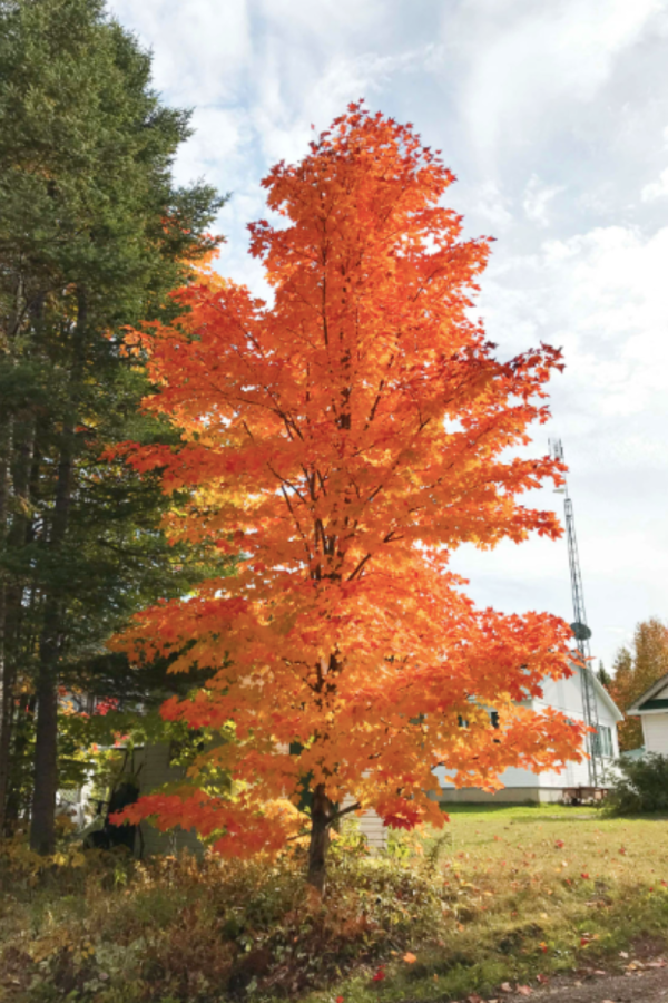 Acer saccharum