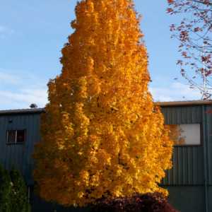 Acer saccharum 'Apollo'