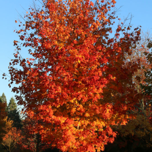 Acer saccharum 'Autumn Fest'