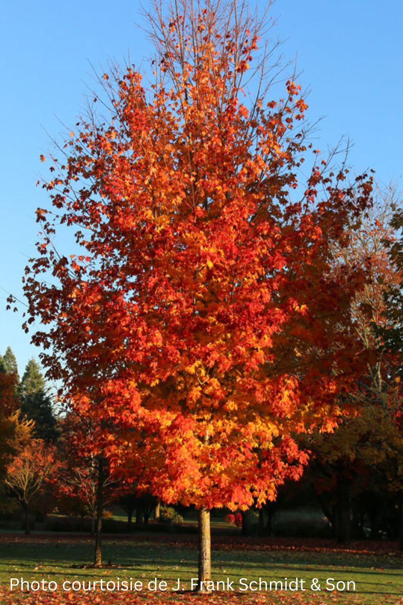 Acer saccharum 'Autumn Fest'