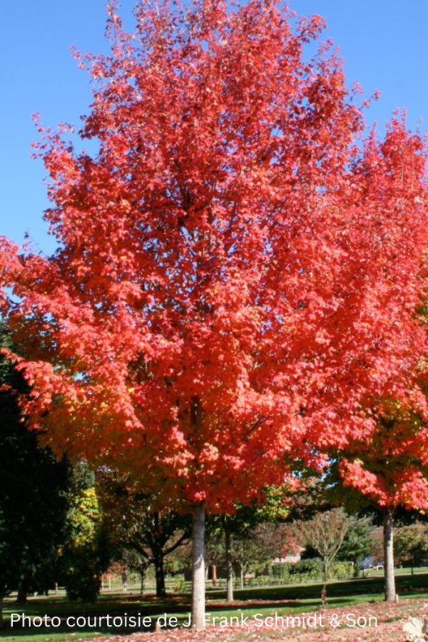 Acer saccharum 'Bonfire'