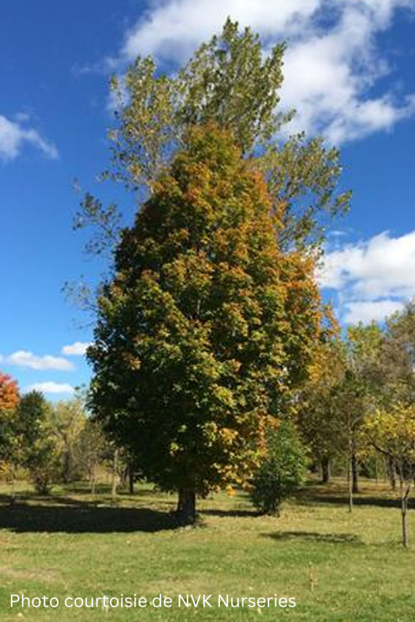 Acer saccharum 'Columnare'
