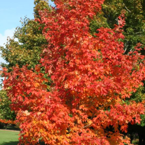 Acer saccharum 'Fall Fiesta'