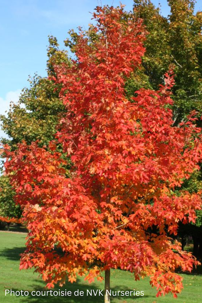 Acer saccharum 'Fall Fiesta'