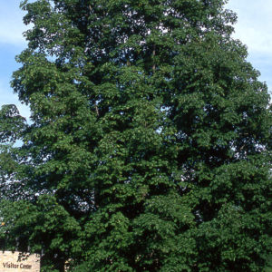 Acer saccharum 'Green Mountain'