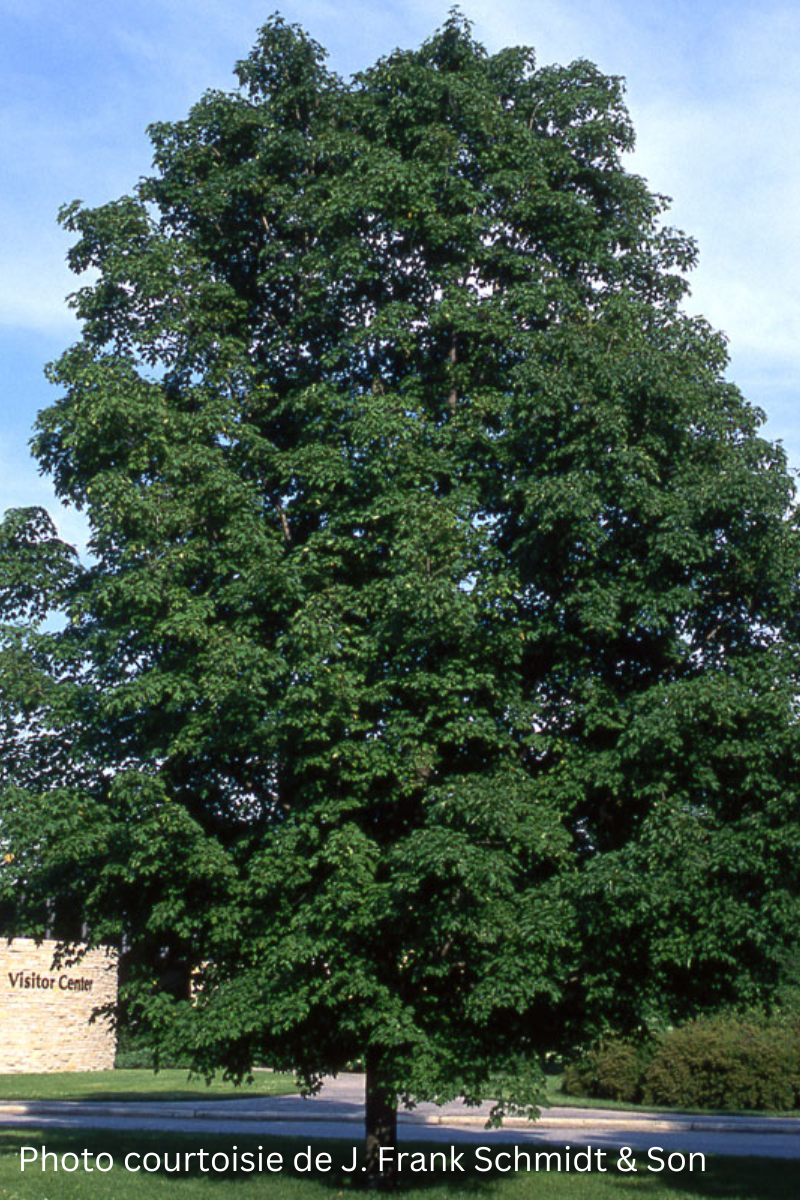 Acer saccharum 'Green Mountain'