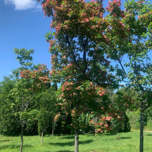 Acer tataricum 'Hot Wings'