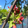 Acer tataricum 'Hot Wings'