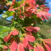 Acer tataricum 'Hot Wings'