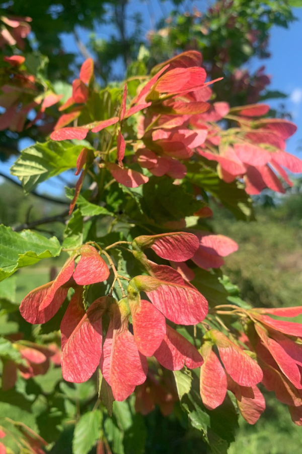Acer tataricum 'Hot Wings'