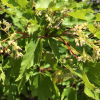 Acer tataricum 'Hot Wings'