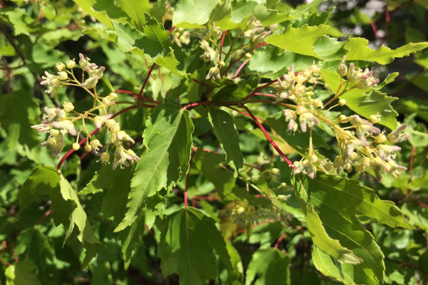 Acer tataricum 'Hot Wings'