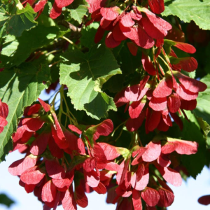 Acer tataricum 'Rugged Charm'