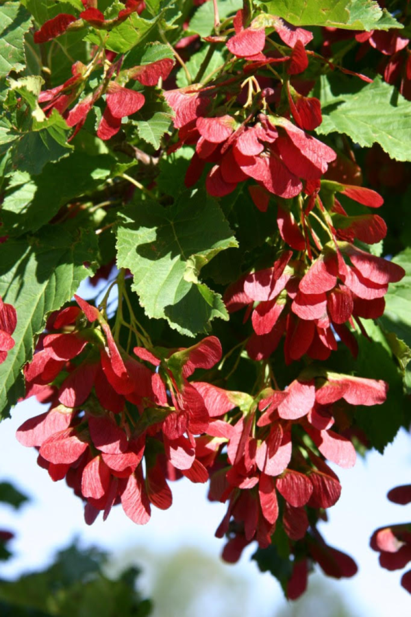 Acer tataricum 'Rugged Charm'