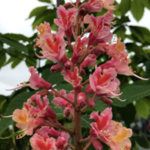 Aesculus x carnea 'Fort McNair'