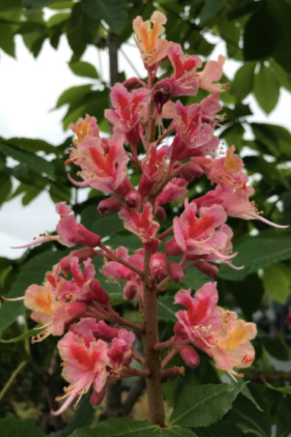 Aesculus x carnea 'Fort McNair'