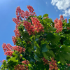 Aesculus x carnea 'Fort McNair'
