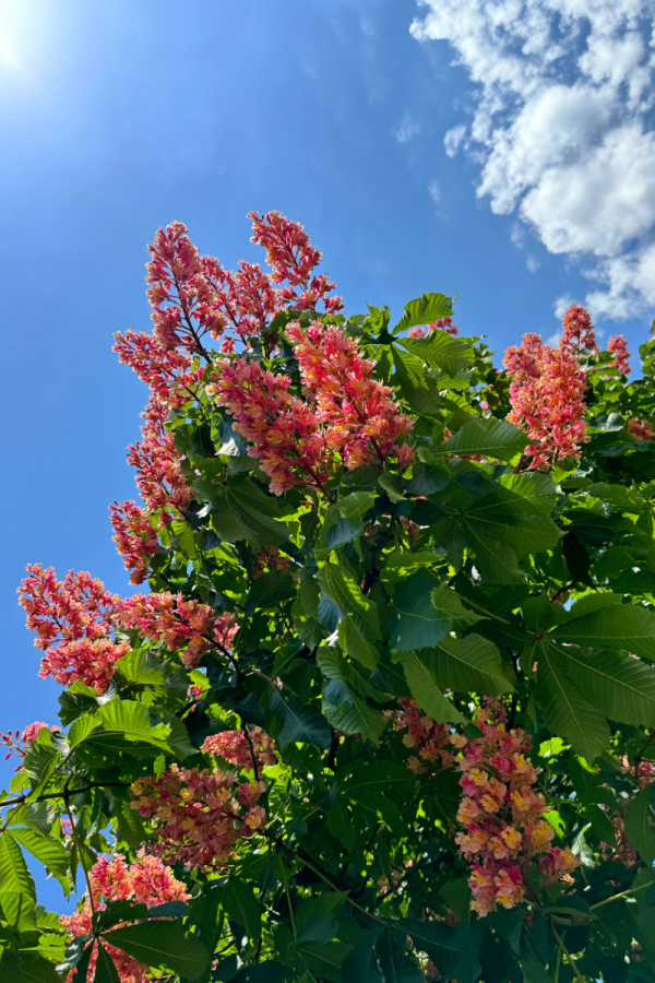 Aesculus x carnea 'Fort McNair'