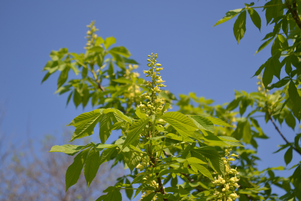 Aesculus glabra