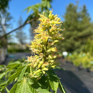 Aesculus glabra