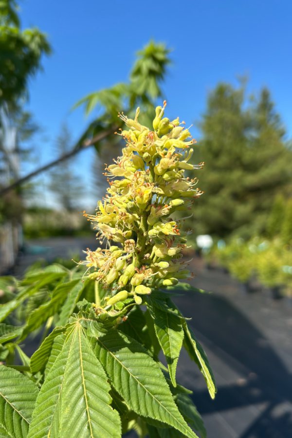 Aesculus glabra