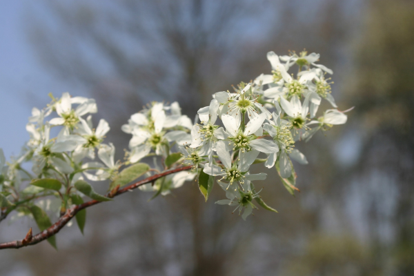 Amelanchier canadensis