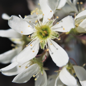 Amelanchier canadensis